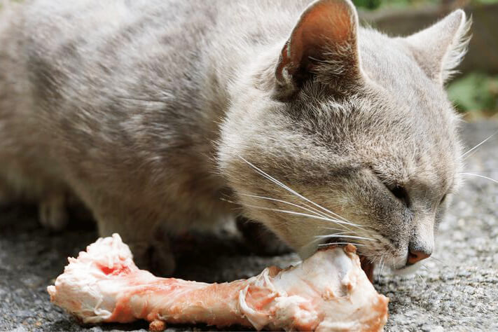 Фото серого кота, грызущего куриную кость с остатками мяса